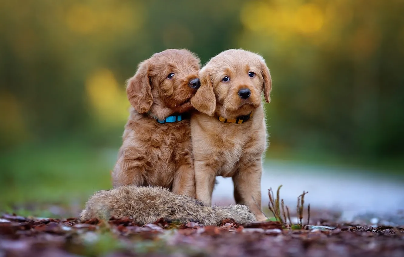 Photo wallpaper dogs, nature, background, puppies, pair, puppy, a couple, Labrador