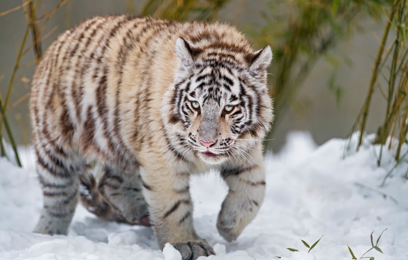 Photo wallpaper winter, white, look, leaves, snow, nature, tiger, pose