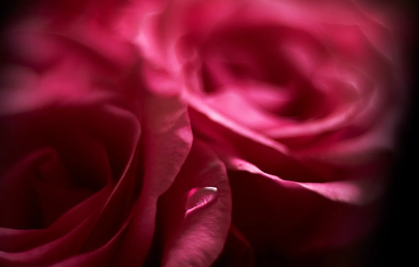 Photo wallpaper flower, rose, drop, petals