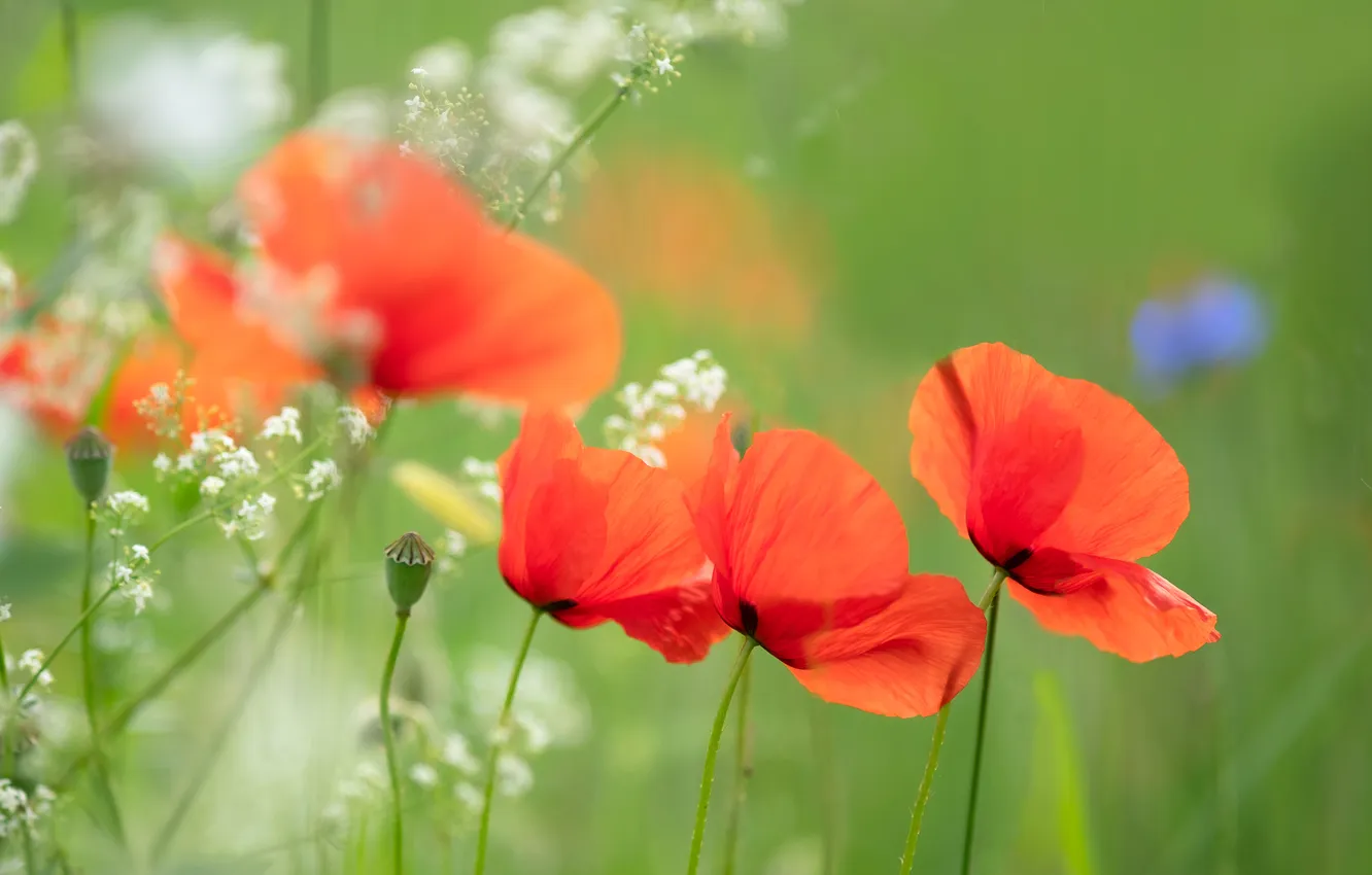 Photo wallpaper summer, flowers, blue, red, Maki, cornflowers, poppy field