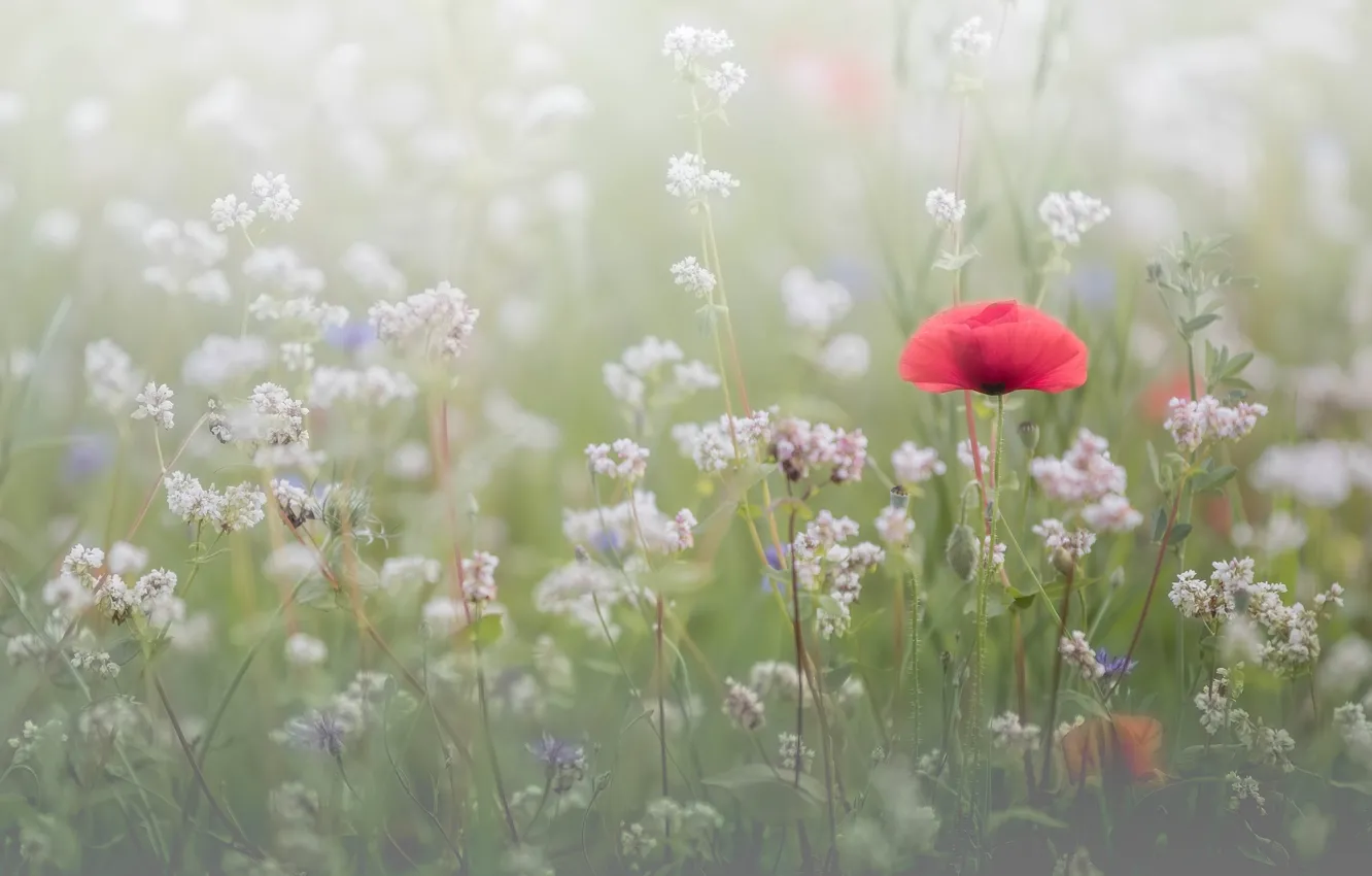 Photo wallpaper field, summer, flowers, red, fog, glade, Mac, Maki