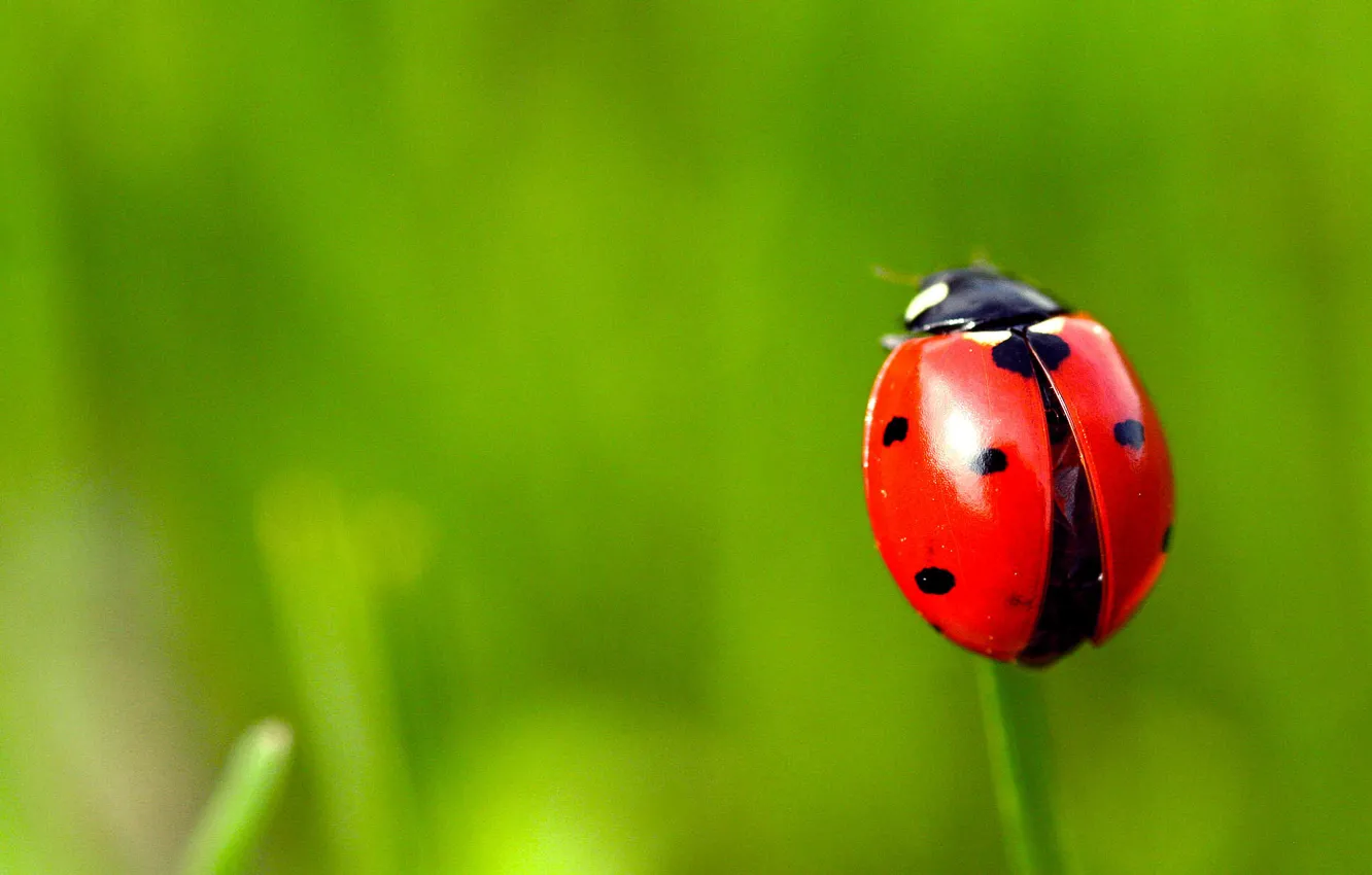 Photo wallpaper grass, macro, green, background, ladybug