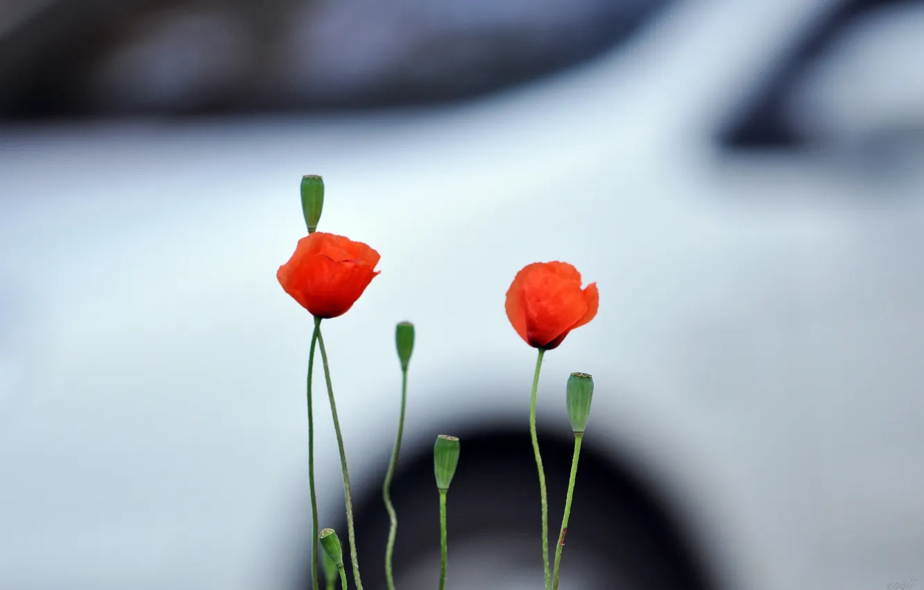 Photo wallpaper red, background, two, Maki