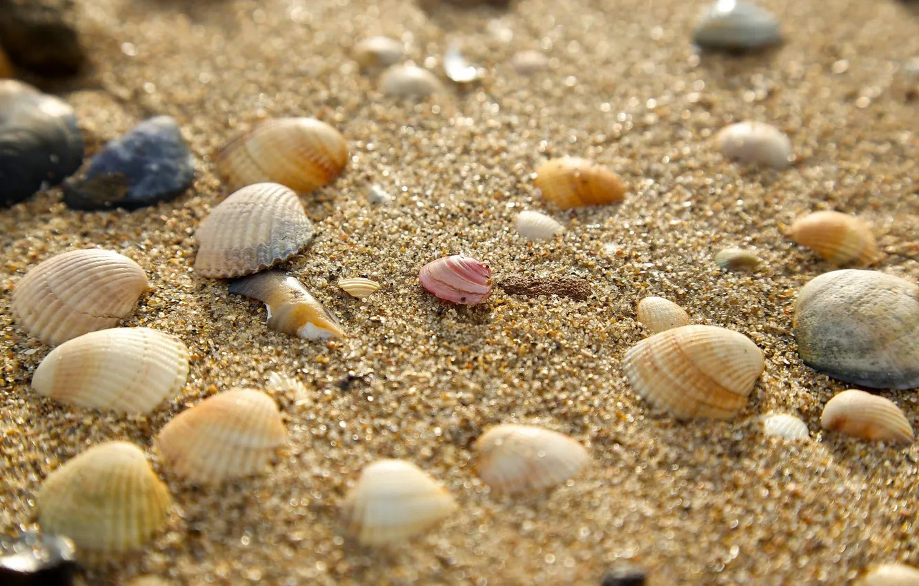 Photo wallpaper sand, shell, stones, bokeh