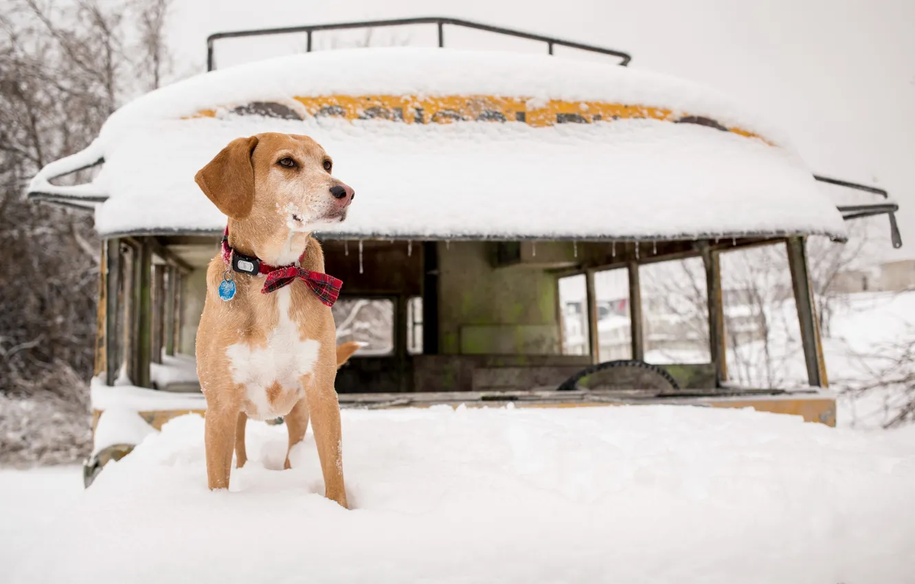 Photo wallpaper look, each, dog