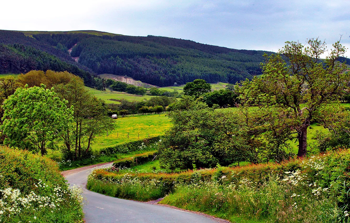 Photo wallpaper road, field, forest, trees, hills, UK, Yorkshire, Cleveland Hills