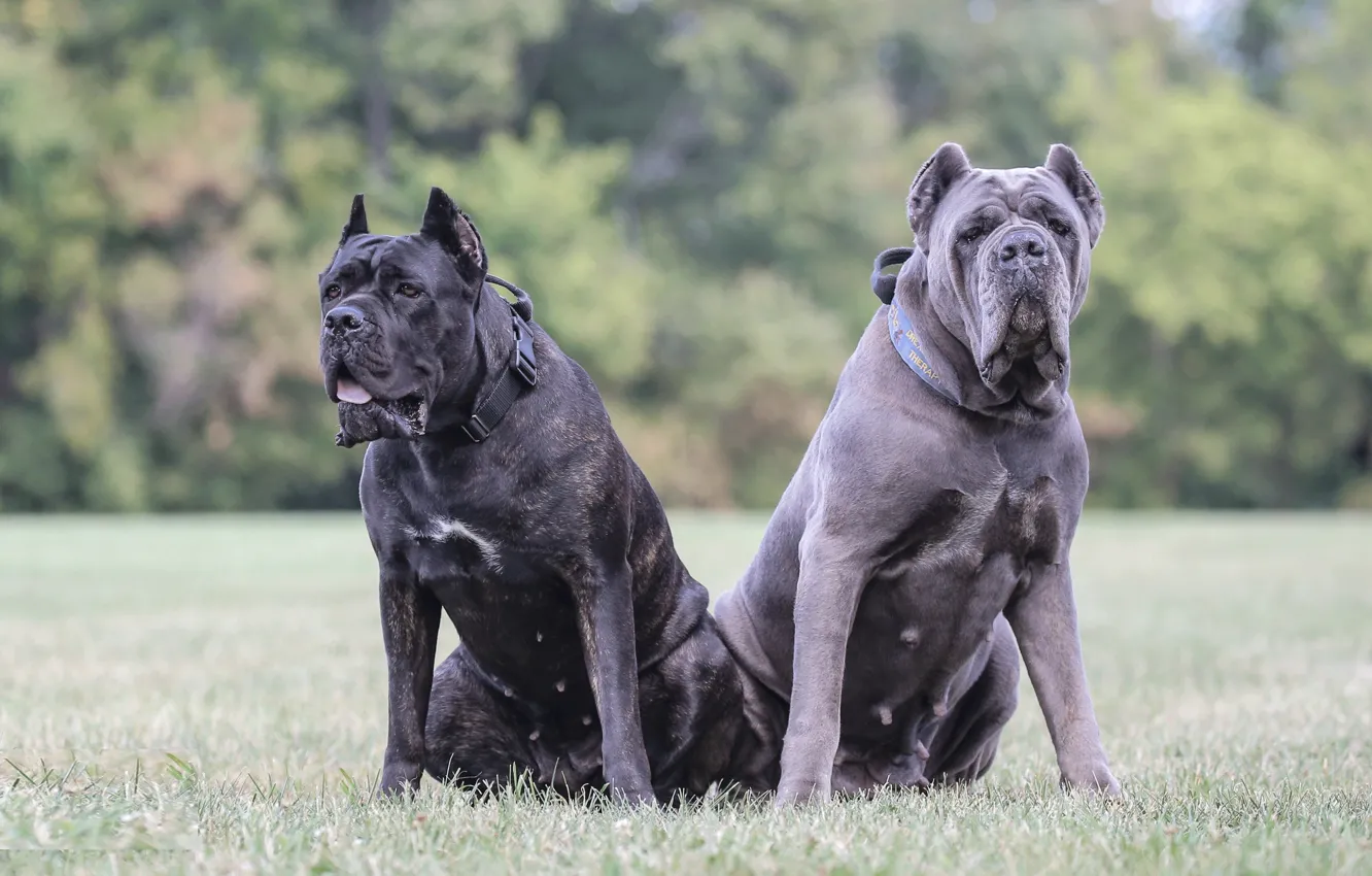 Photo wallpaper black, dog, Staffordshire, Bull_Terrier