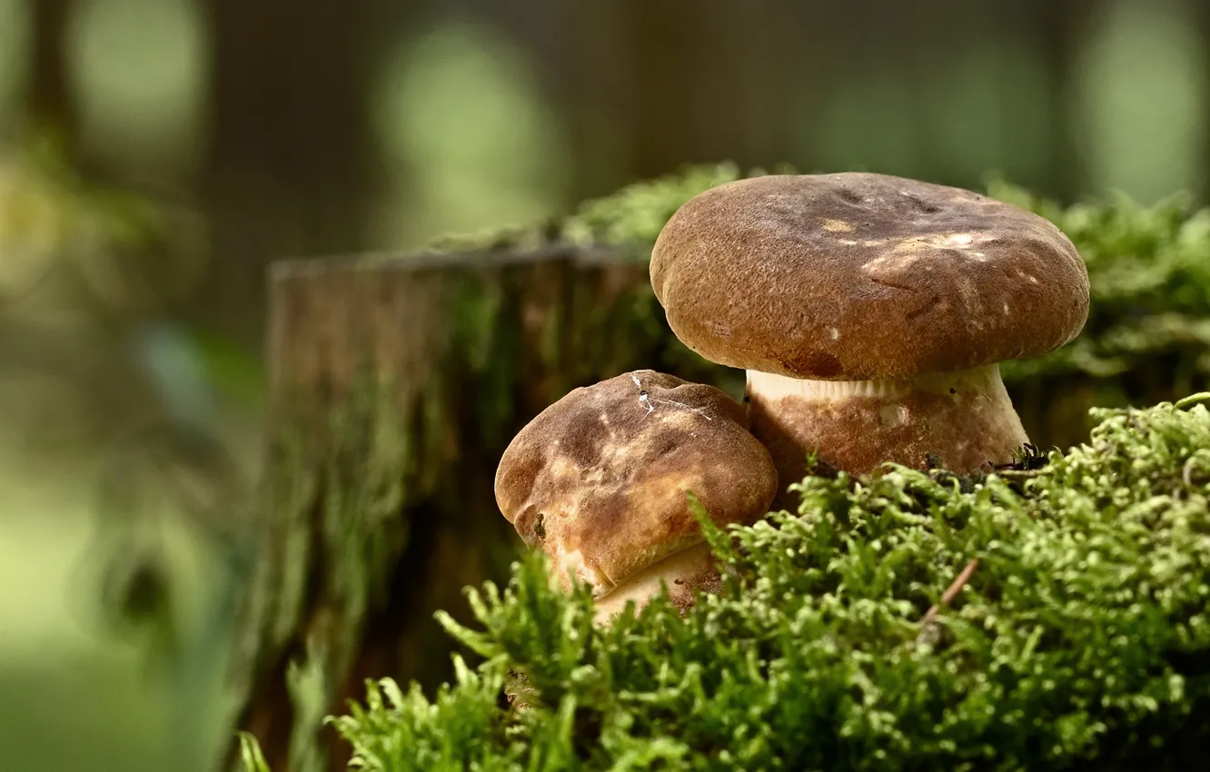 Photo wallpaper White mushroom, nature, stump, moss, mushrooms, autumn