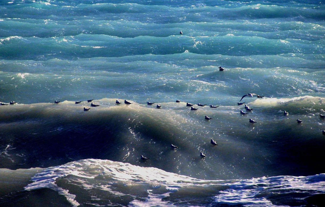 Photo wallpaper sea, wave, birds, France, Cote D'azur, Cagnes-sur-Mer