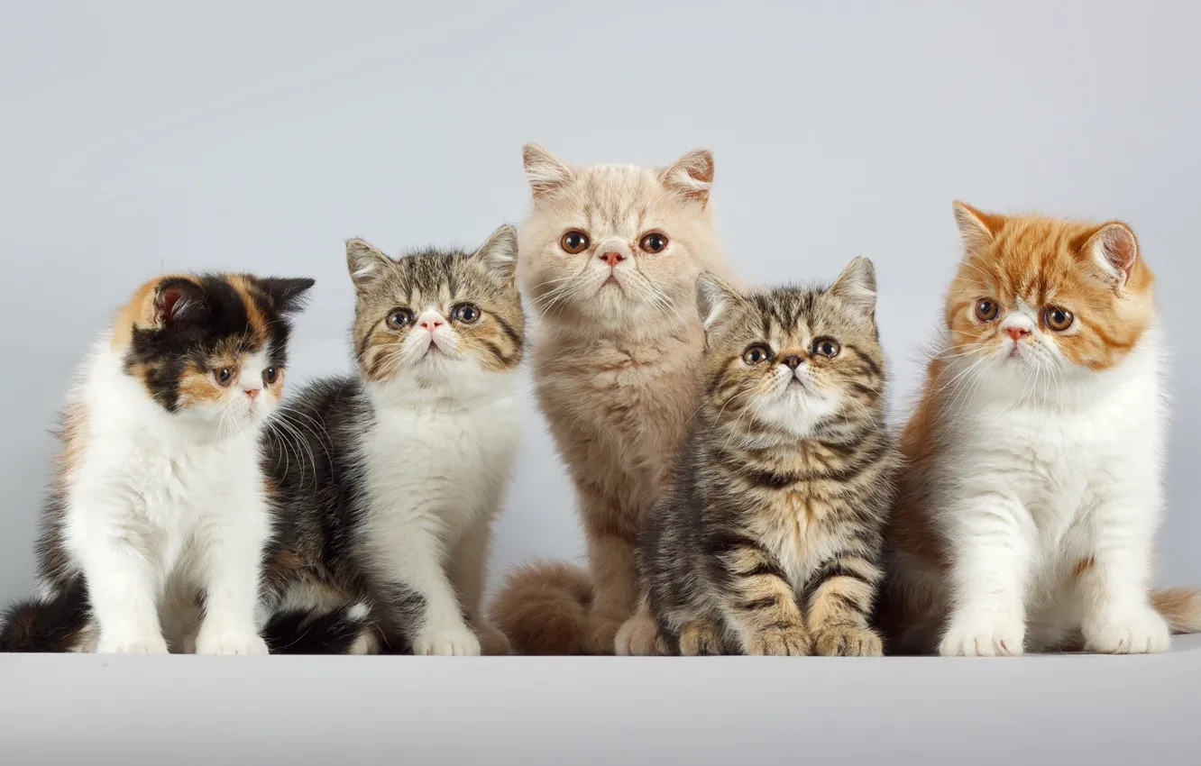 Photo wallpaper cat, cat, background