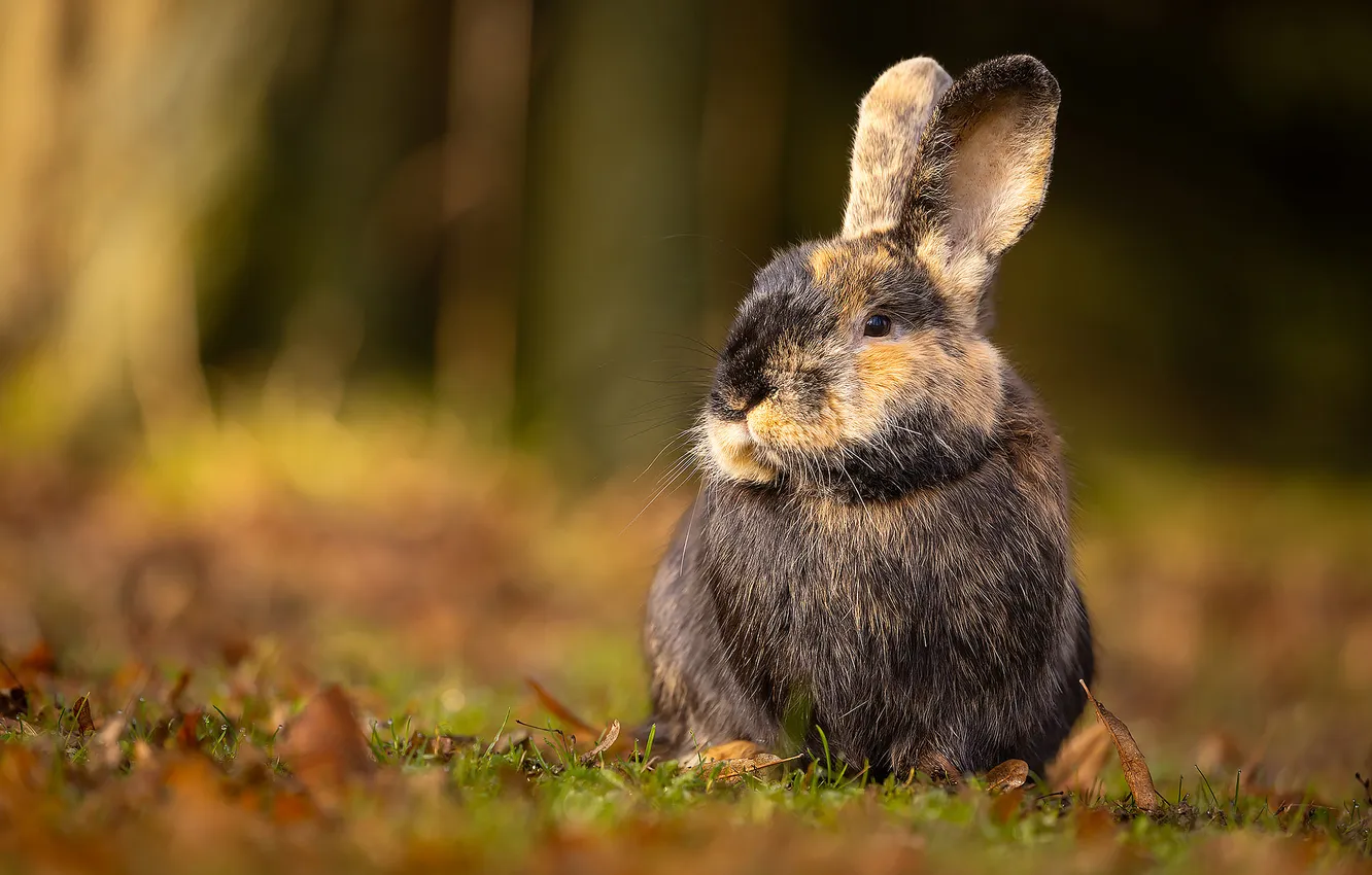Photo wallpaper look, glade, rabbit, face, Bunny, bokeh, spotted, rabbit