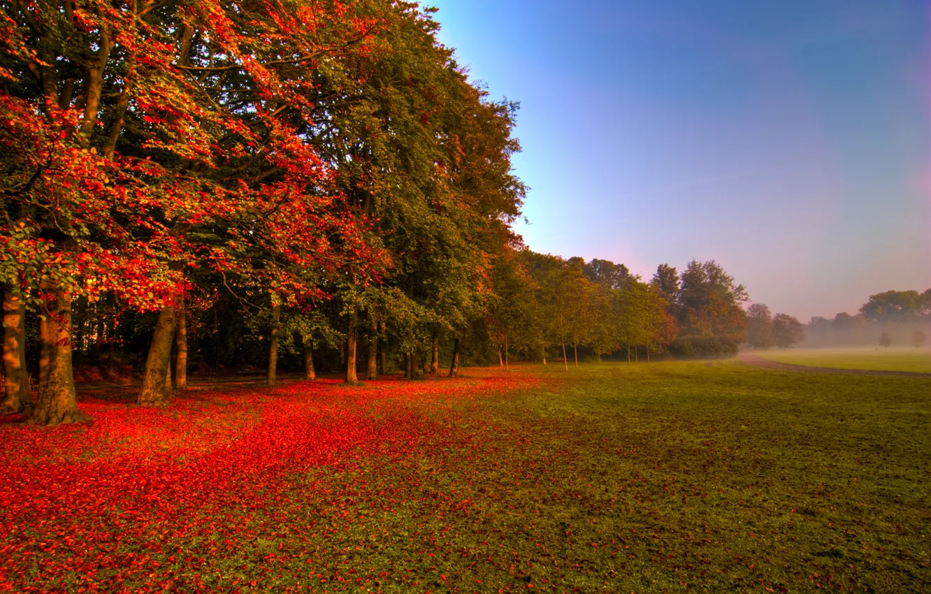 Photo wallpaper field, autumn, forest, leaves, trees, nature, fog, track