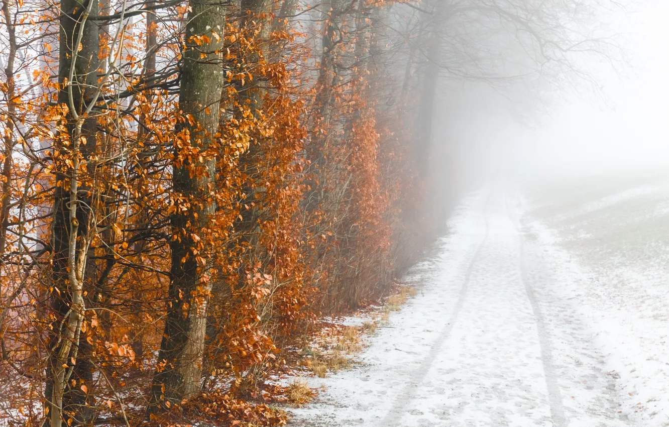 Photo wallpaper winter, leaves, snow, trees, yellow, fog, Park, path