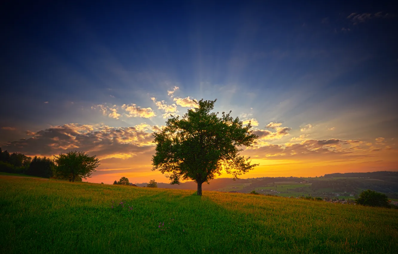 Photo wallpaper greens, summer, the sky, grass, the sun, clouds, rays, trees
