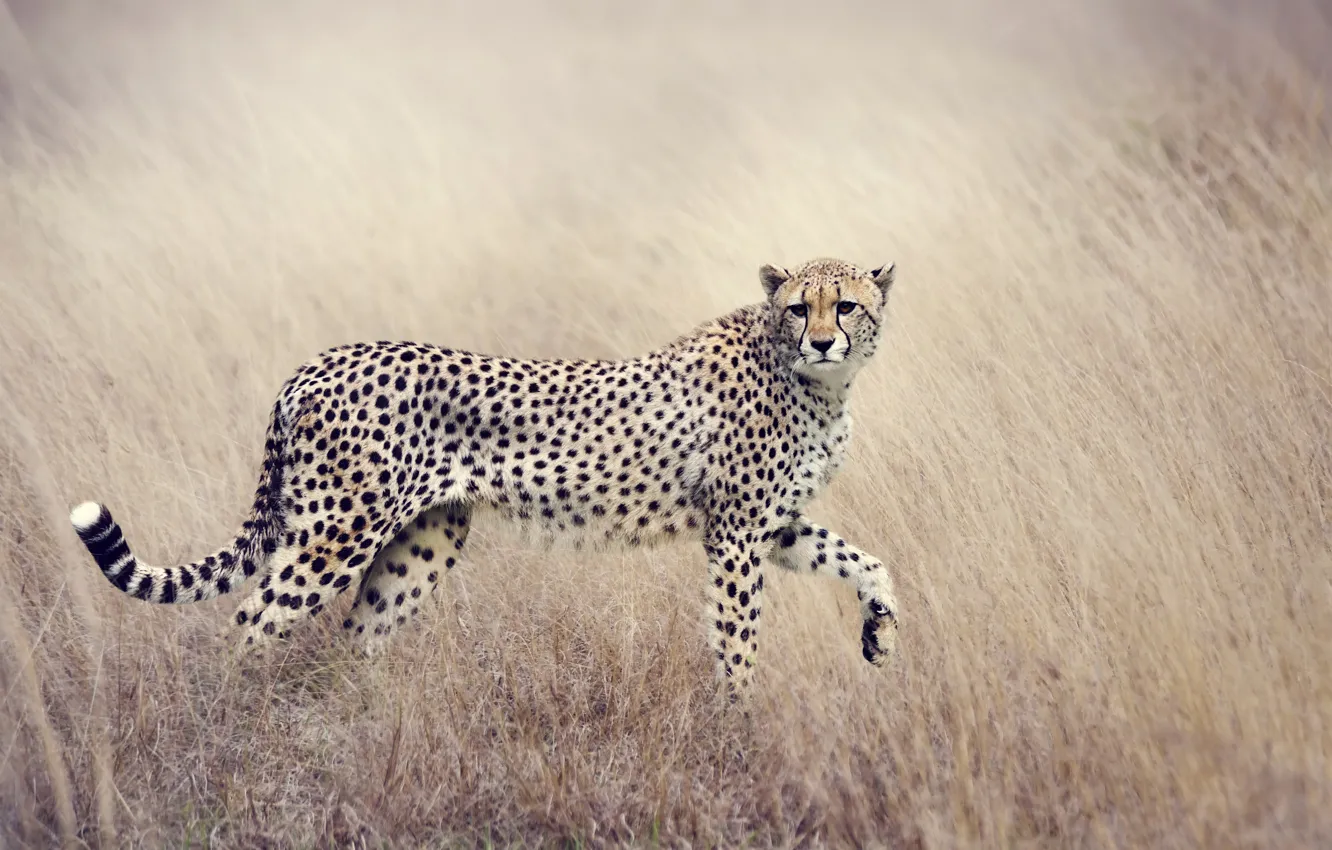 Photo wallpaper field, grass, predator, Cheetah, bokeh, spotted