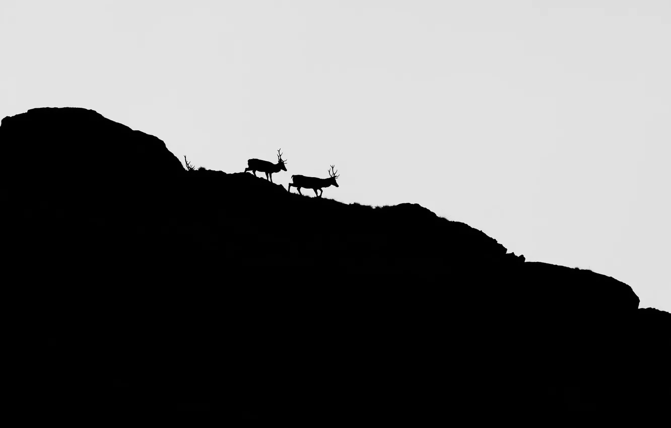 Photo wallpaper nature, minimalism, deer