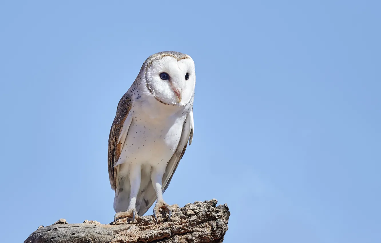 Photo wallpaper the sky, owl, bird, blue background, the barn owl