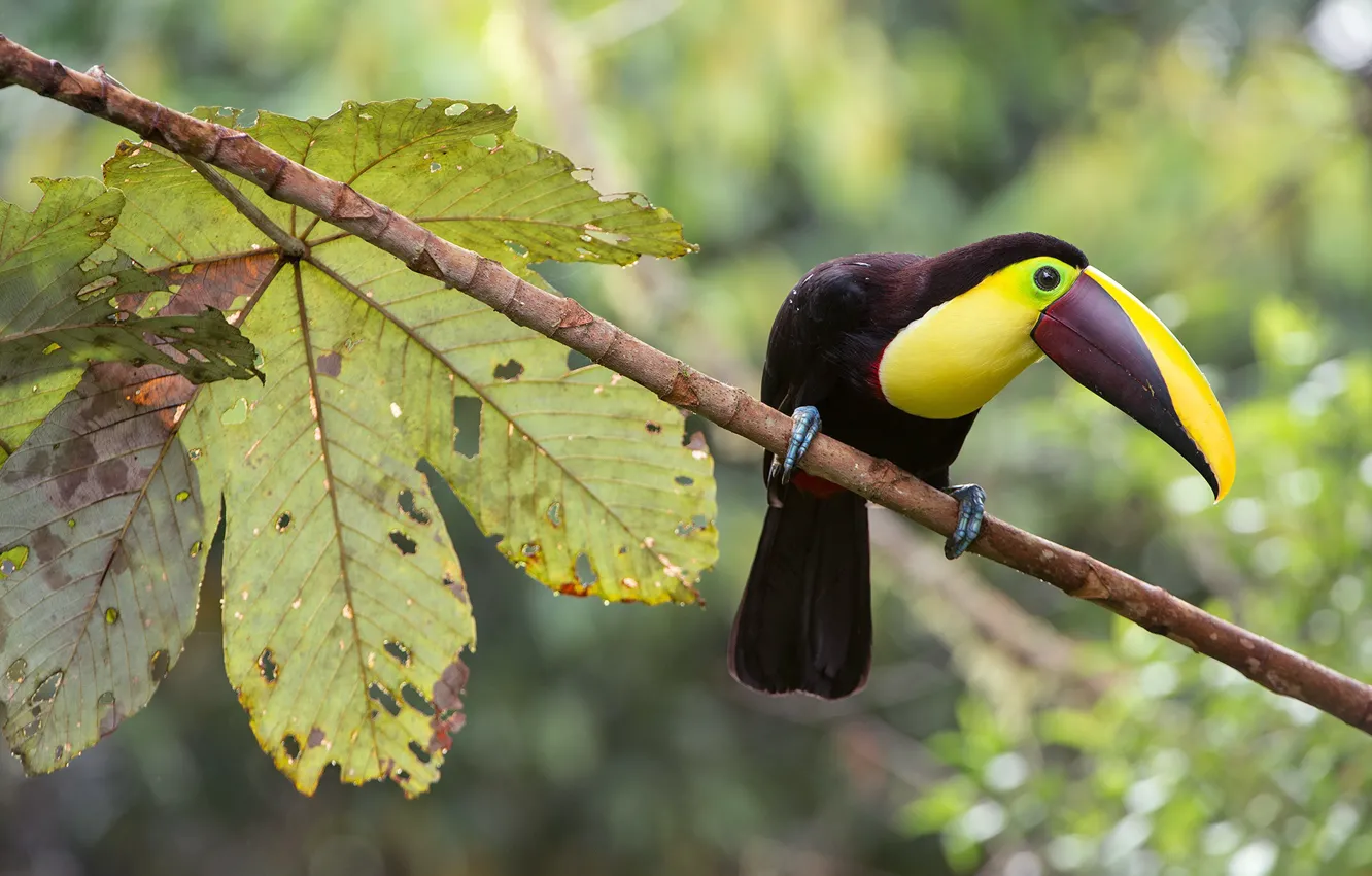 Photo wallpaper branches, bird, Toucan