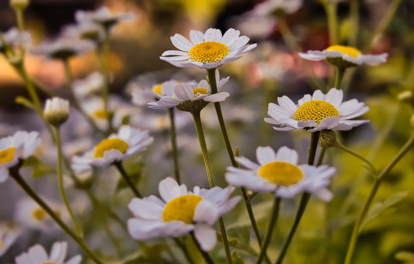 Photo wallpaper macro, chamomile, bokeh