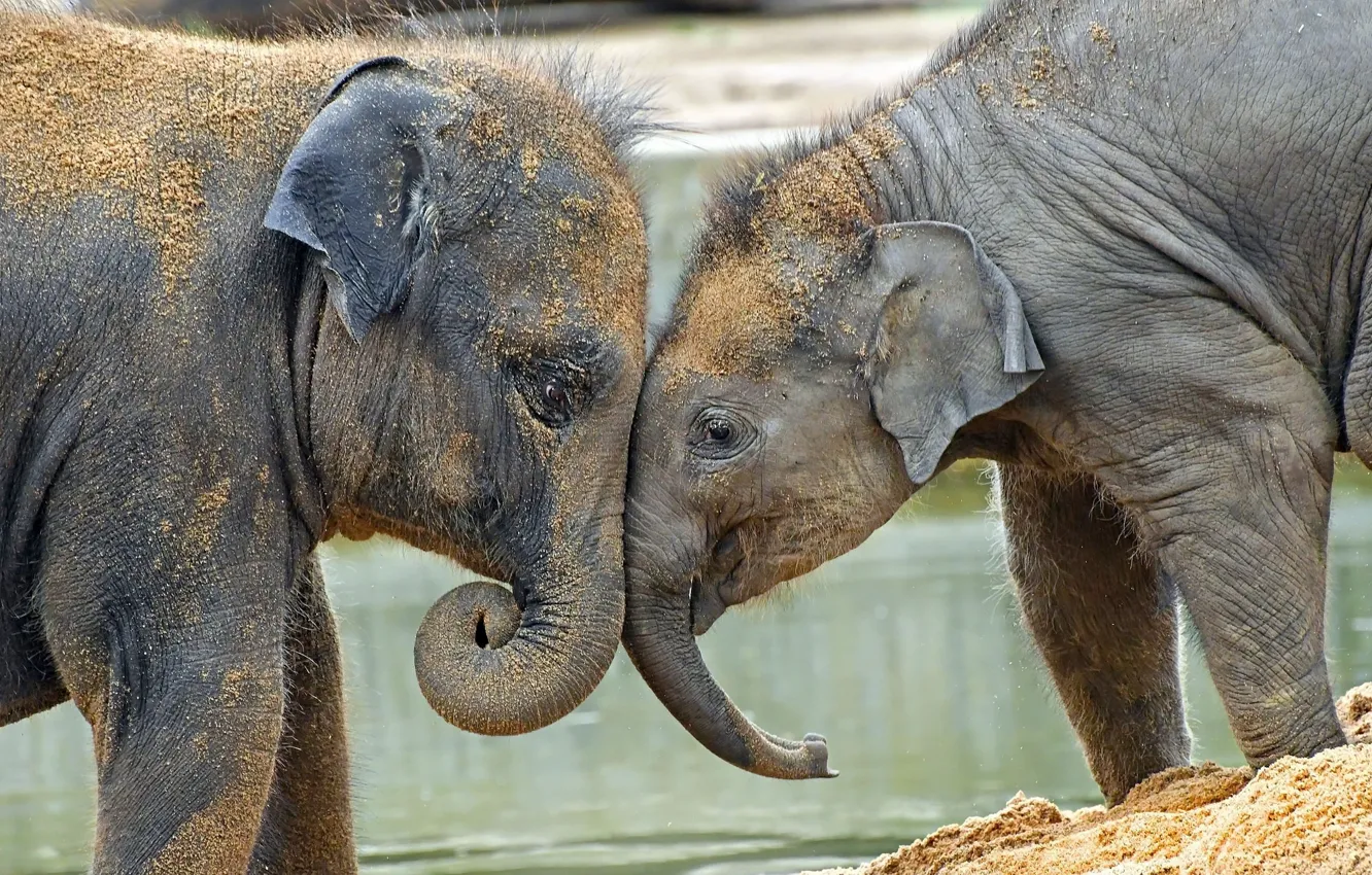 Photo wallpaper nature, background, elephant