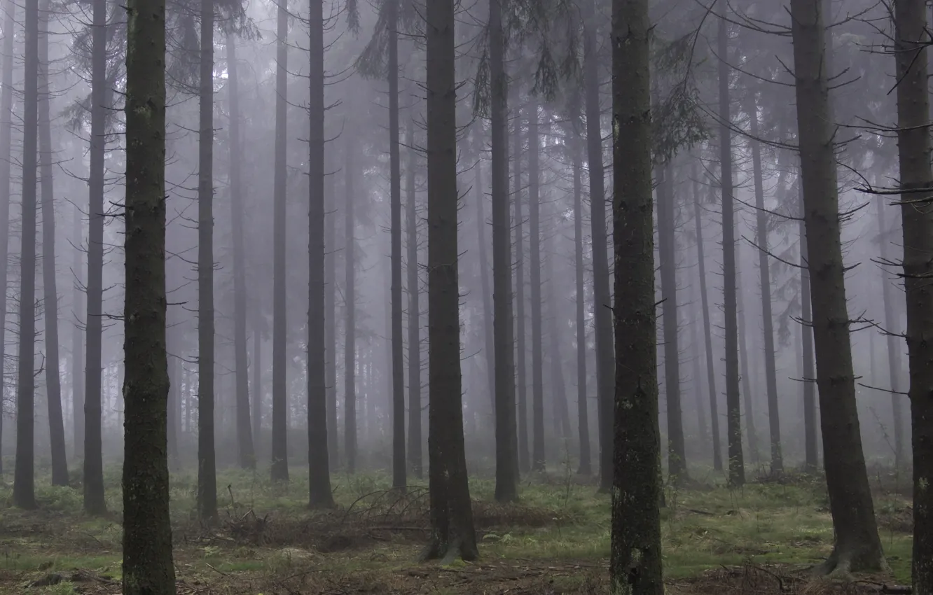 Wallpaper forest, trees, nature, fog, Belgium, Belgium, Cork, Liege ...