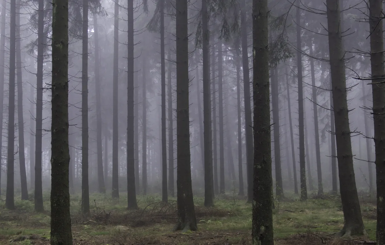 Photo wallpaper forest, trees, nature, fog, Belgium, Belgium, Cork, Liege