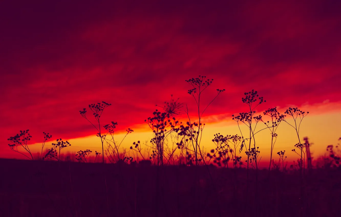 Photo wallpaper grass, sunset, plant, glow