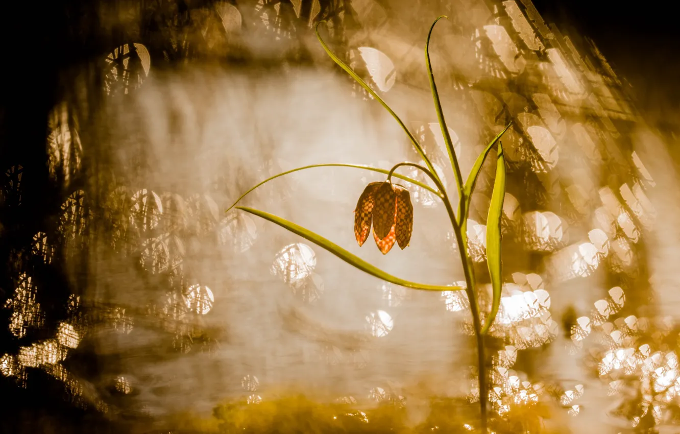 Photo wallpaper light, flowers, nature