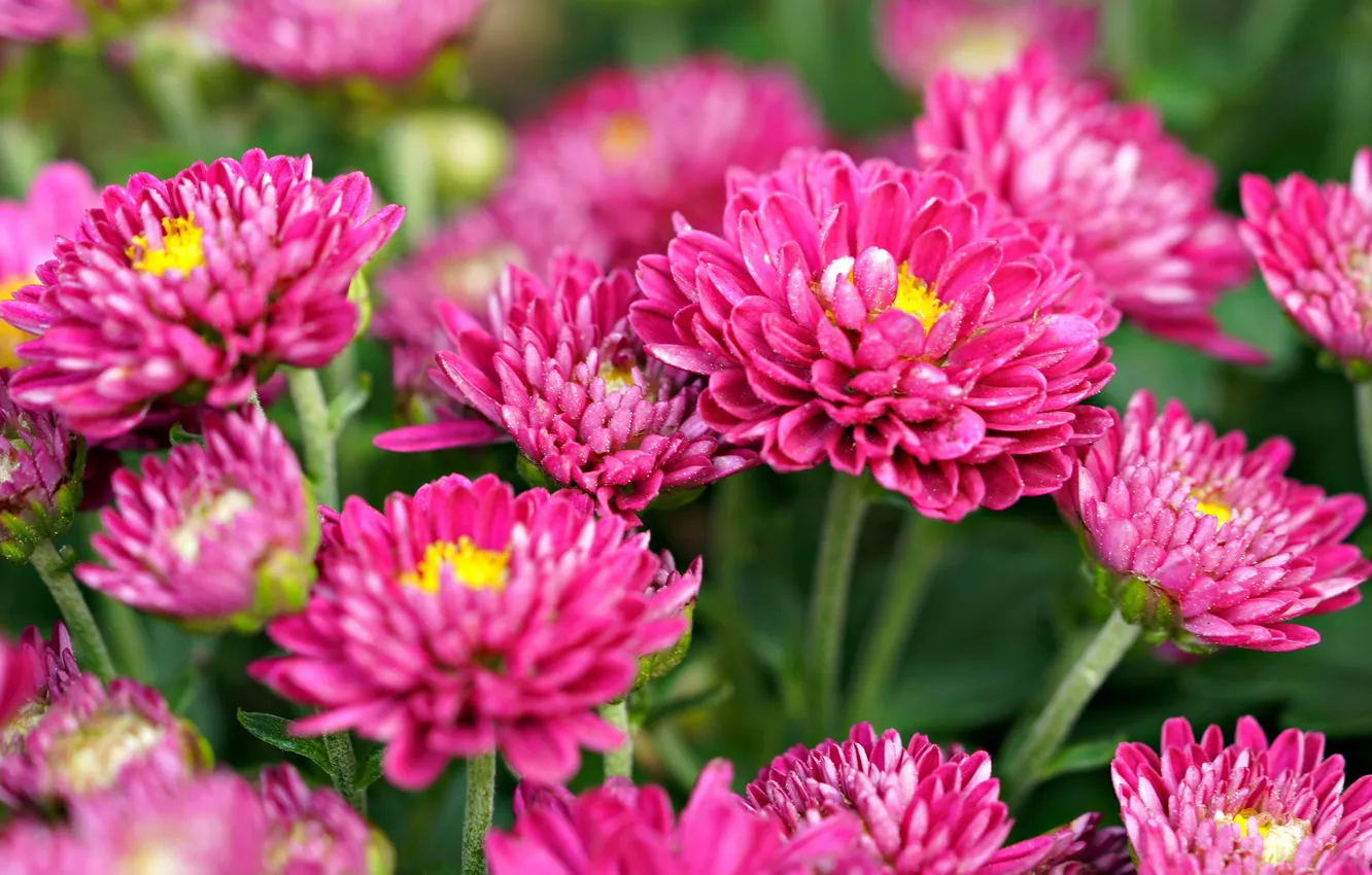 Photo wallpaper the bushes, flowers, chrysanthemum, bright, pink, flowerbed