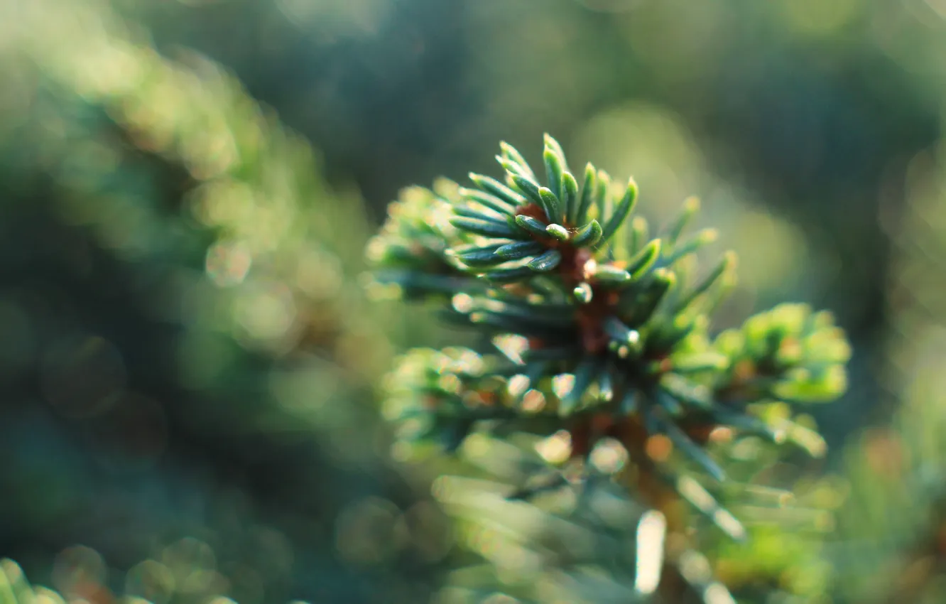 Photo wallpaper green, spruce, twig