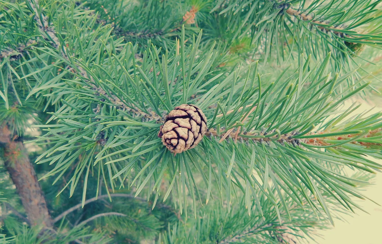 Photo wallpaper forest, summer, needles, bumps, pine, July, 2014, Noyabrsk