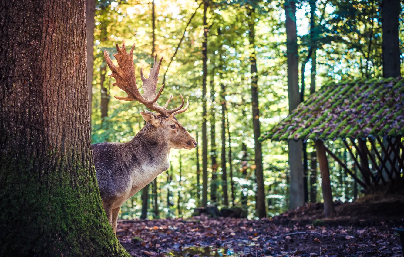 Photo wallpaper forest, trees, nature, animal, deer