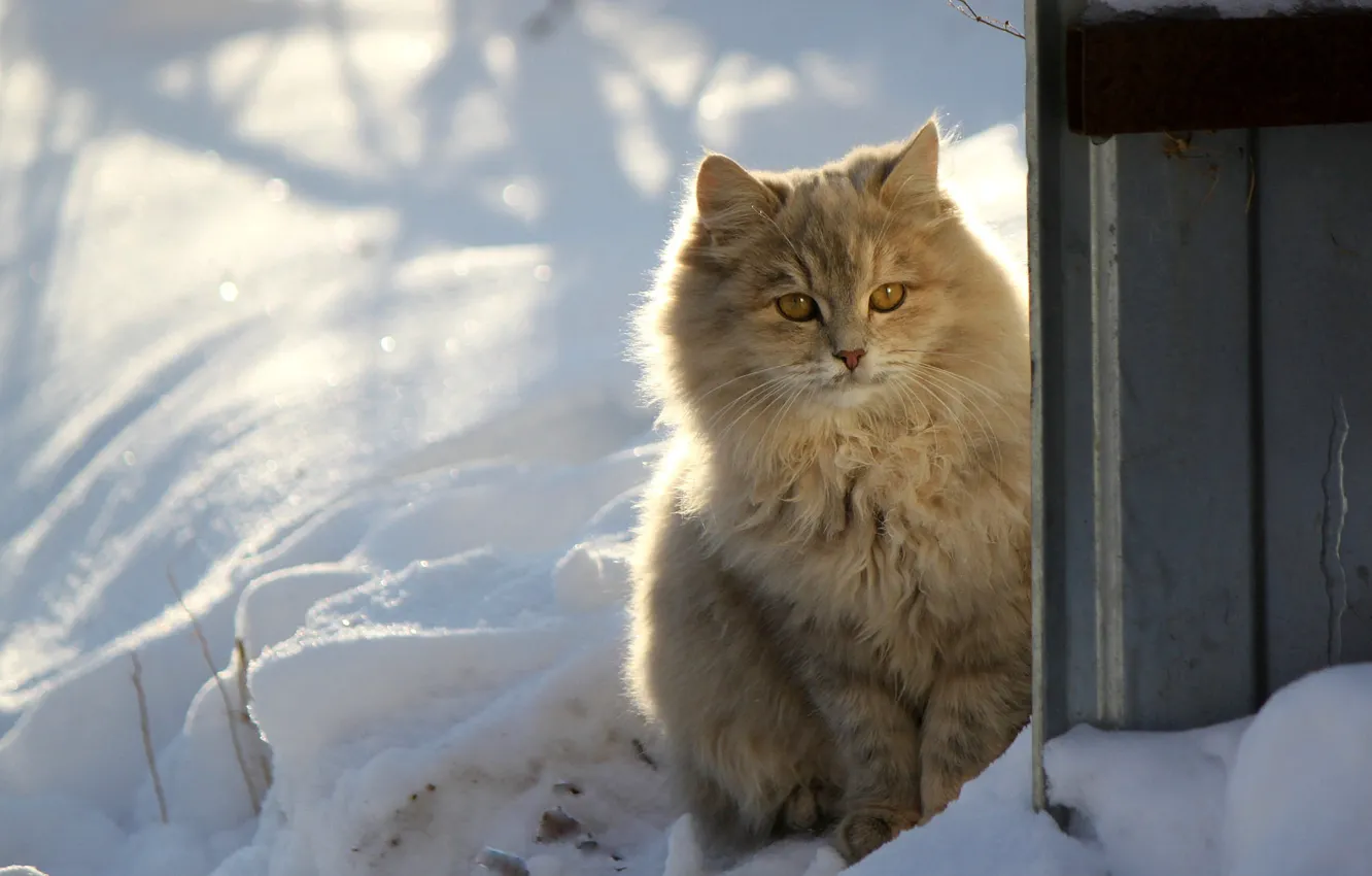 Photo wallpaper winter, cat, cat, look, light, snow, grey, the fence