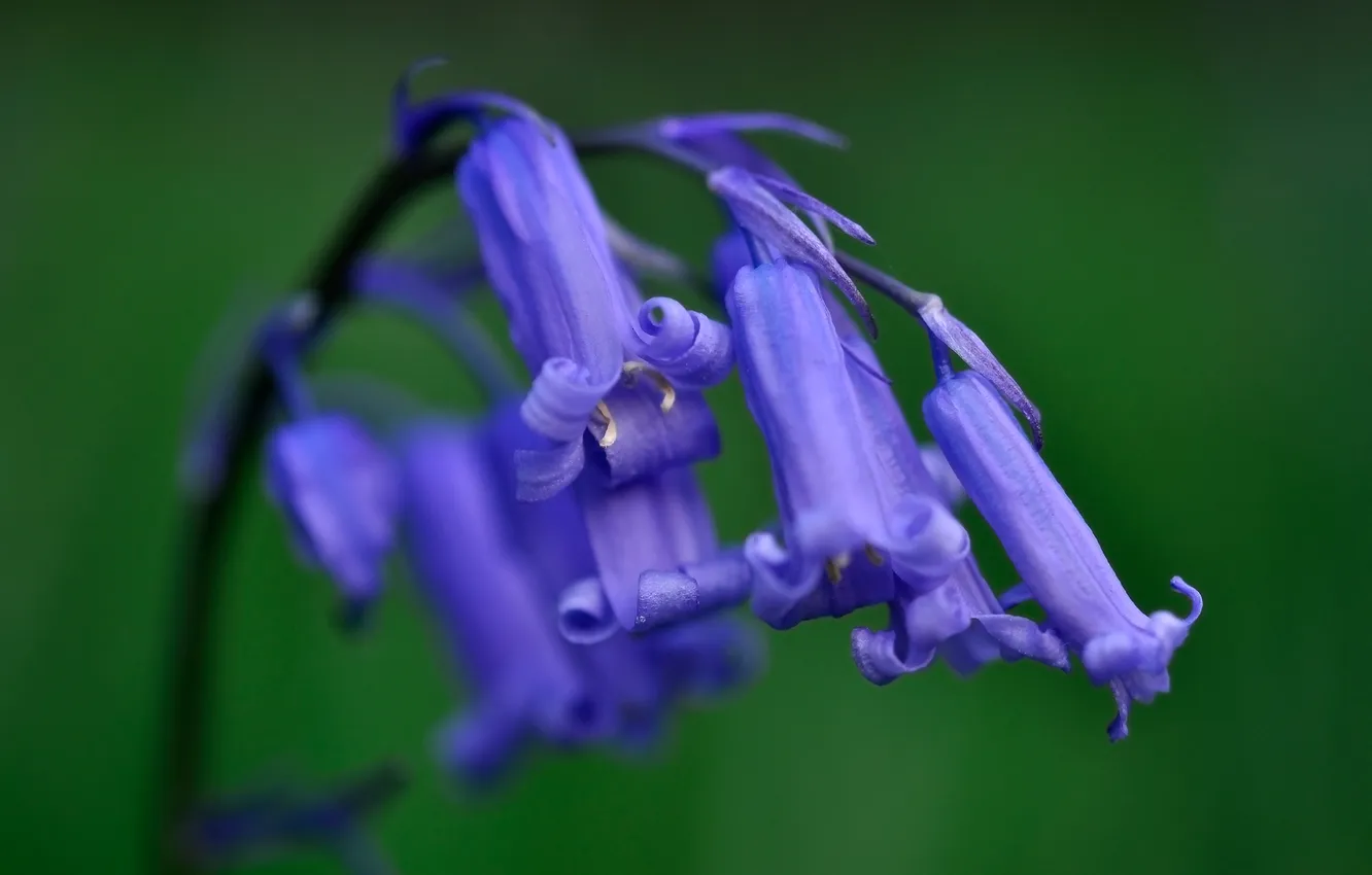 Photo wallpaper flowers, blue, bells