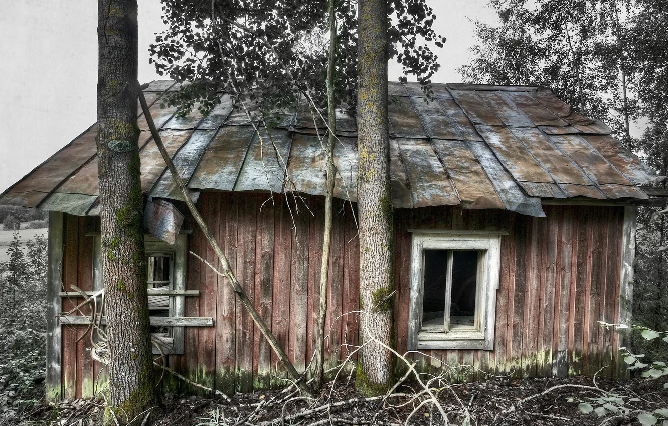 Photo wallpaper trees, style, background, home