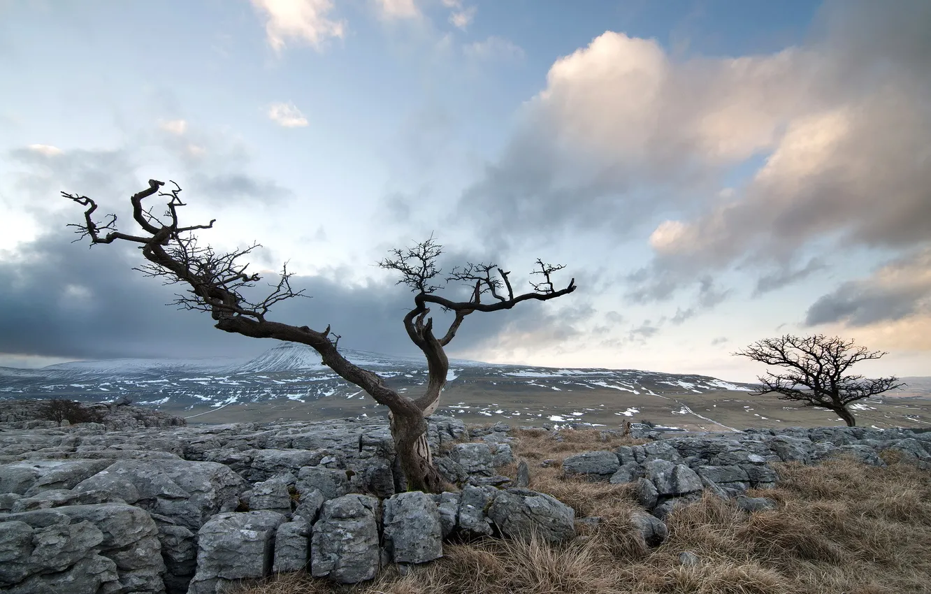 Wallpaper stones, tree, England, Ingleton for mobile and desktop ...