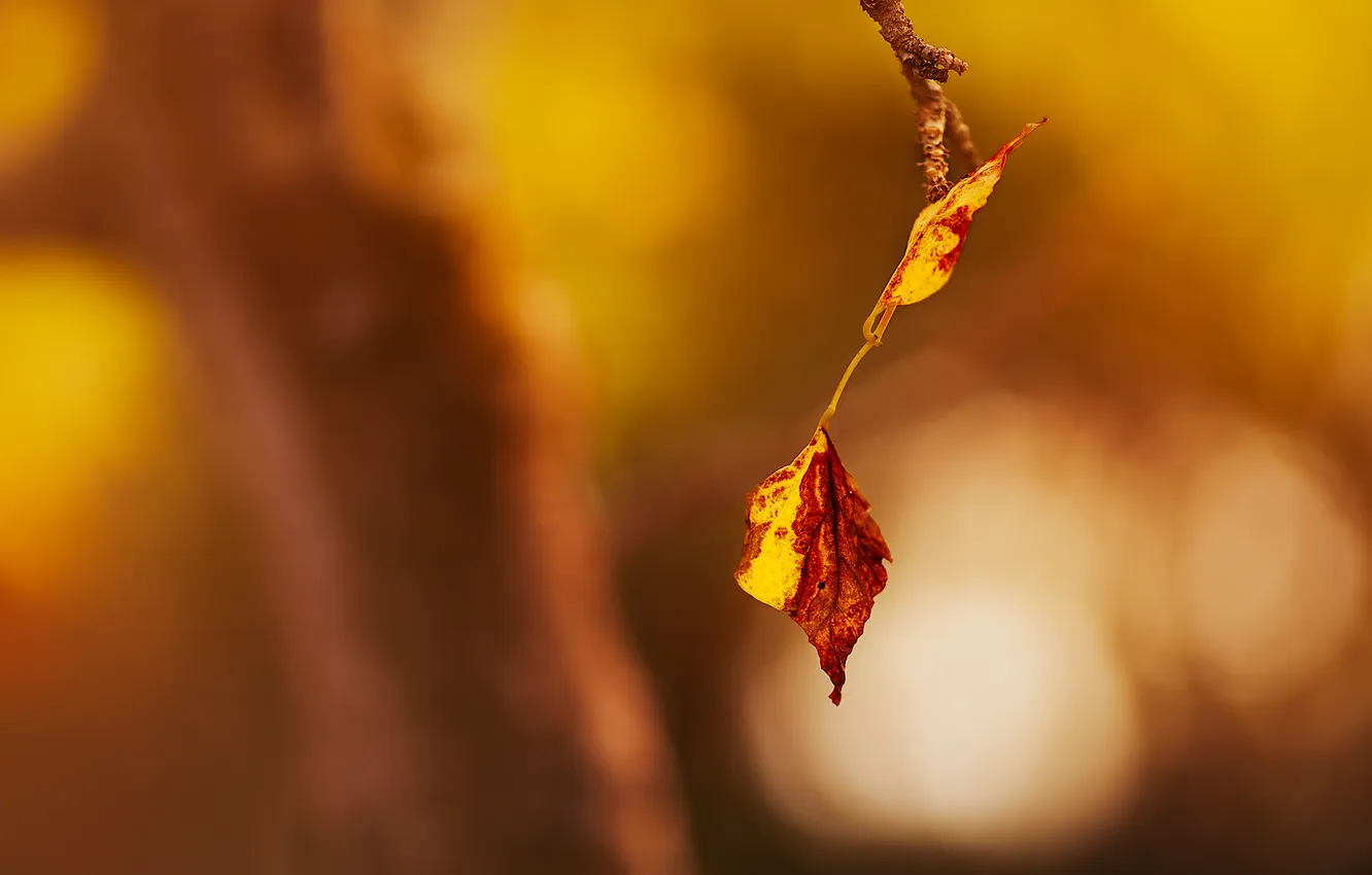 Photo wallpaper autumn, leaves, nature
