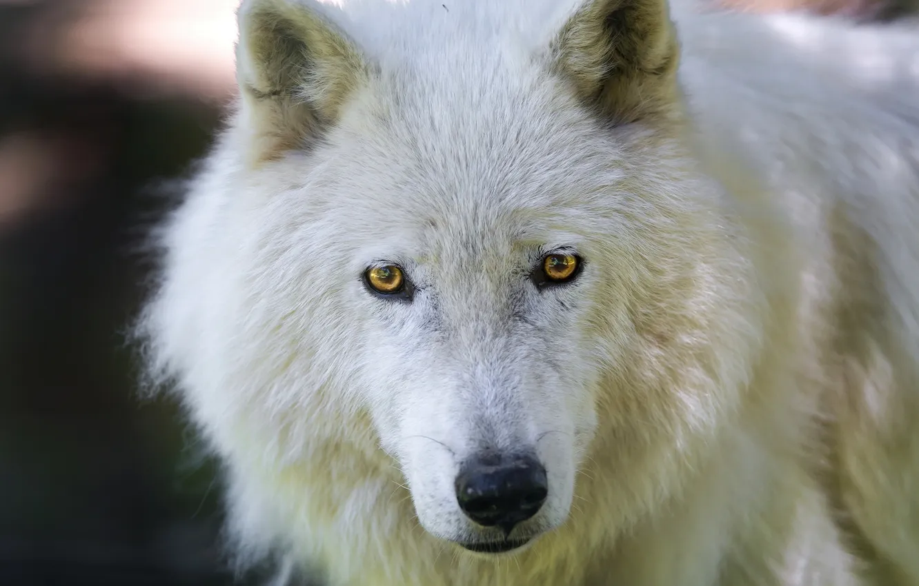 Photo wallpaper look, face, Arctic wolf, Arctic island wolf