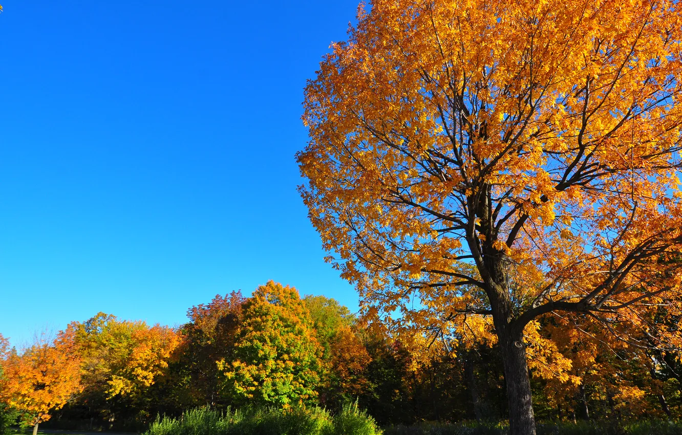Photo wallpaper autumn, the sky, grass, leaves, trees