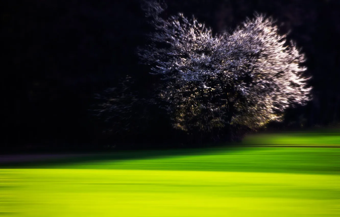 Photo wallpaper trees, night, lawn