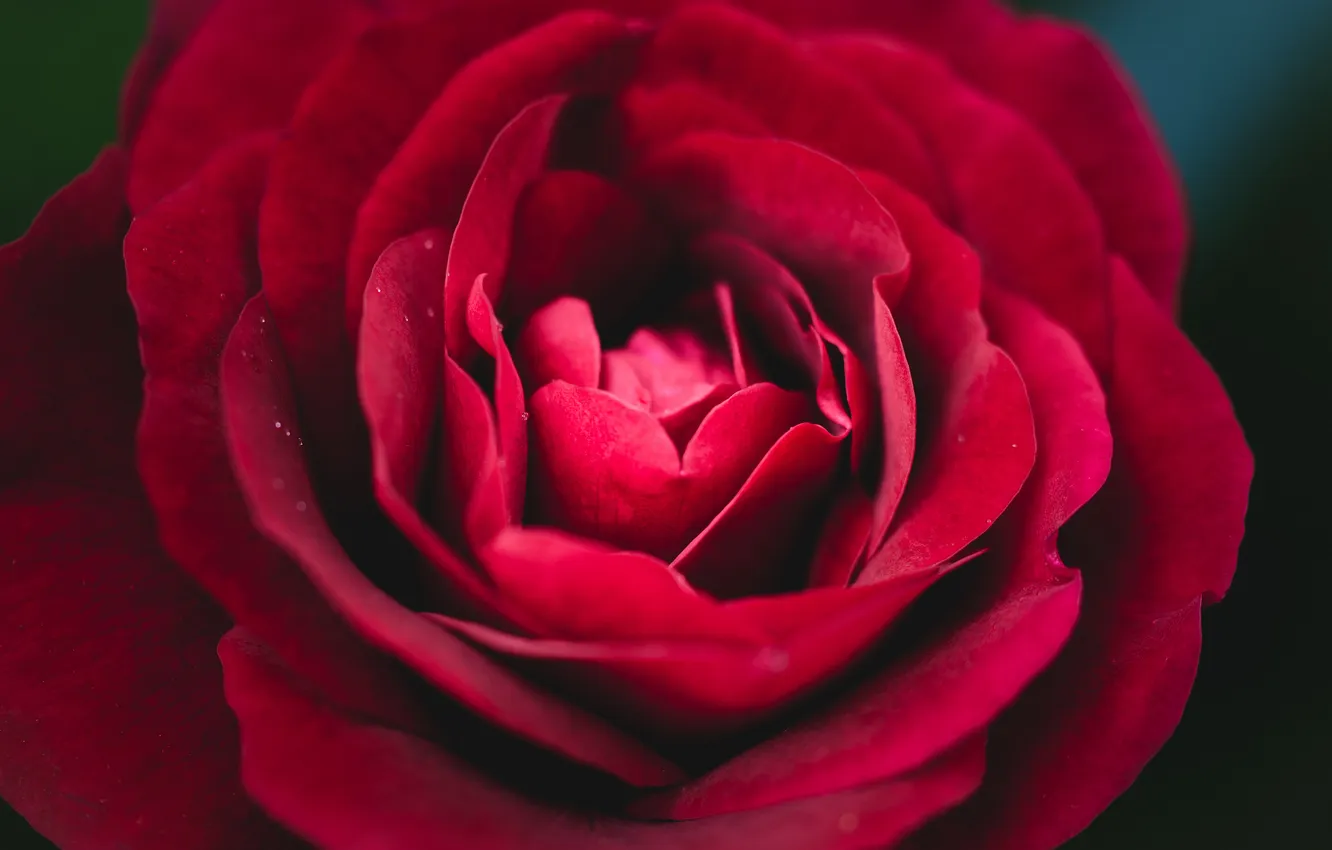 Photo wallpaper flowers, red, roses, petals