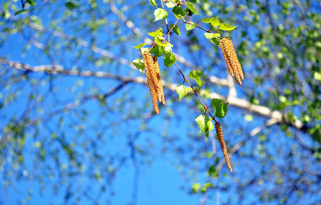 Photo wallpaper branches, birch, earrings