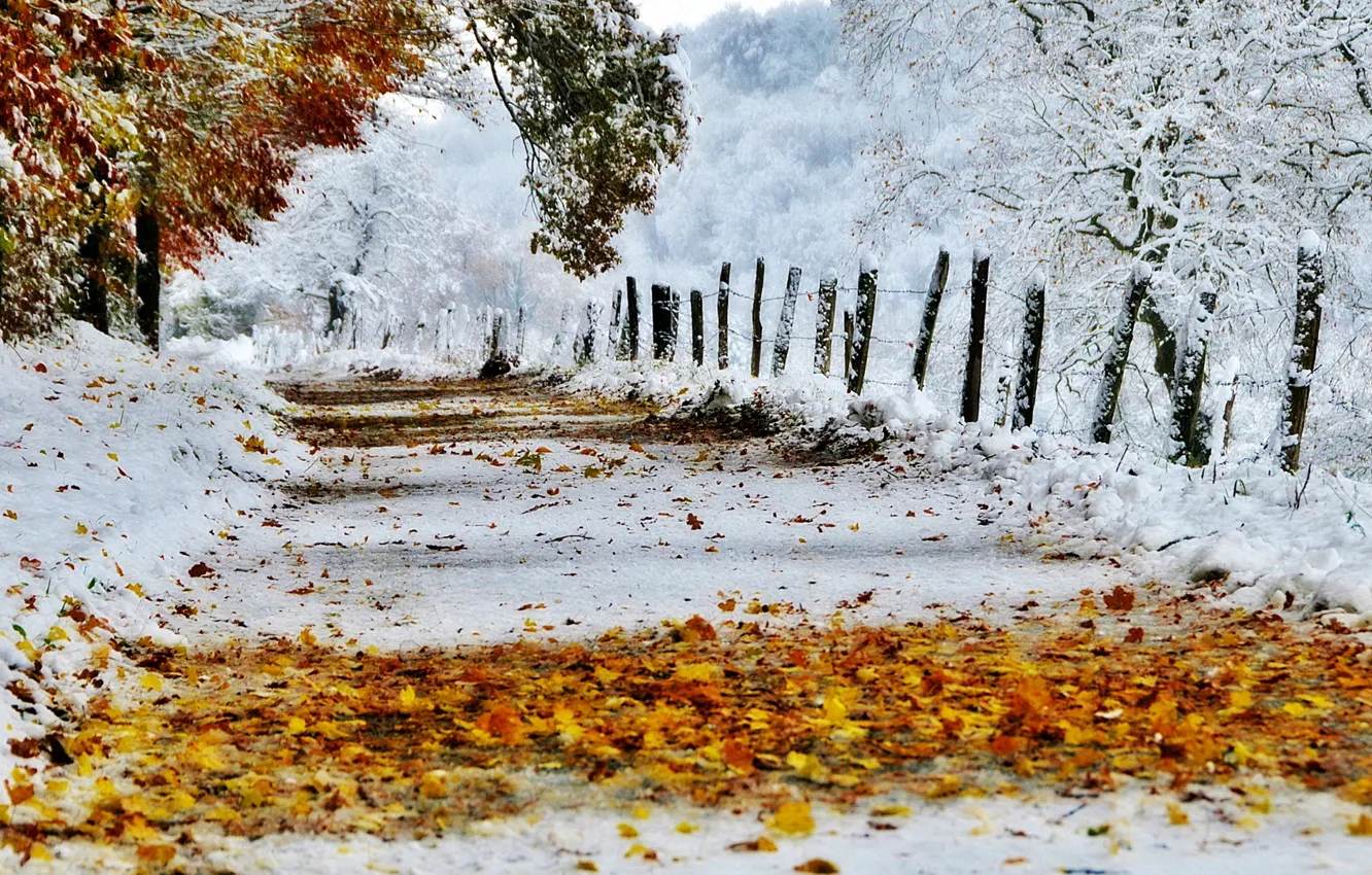 Photo wallpaper road, autumn, leaves, snow