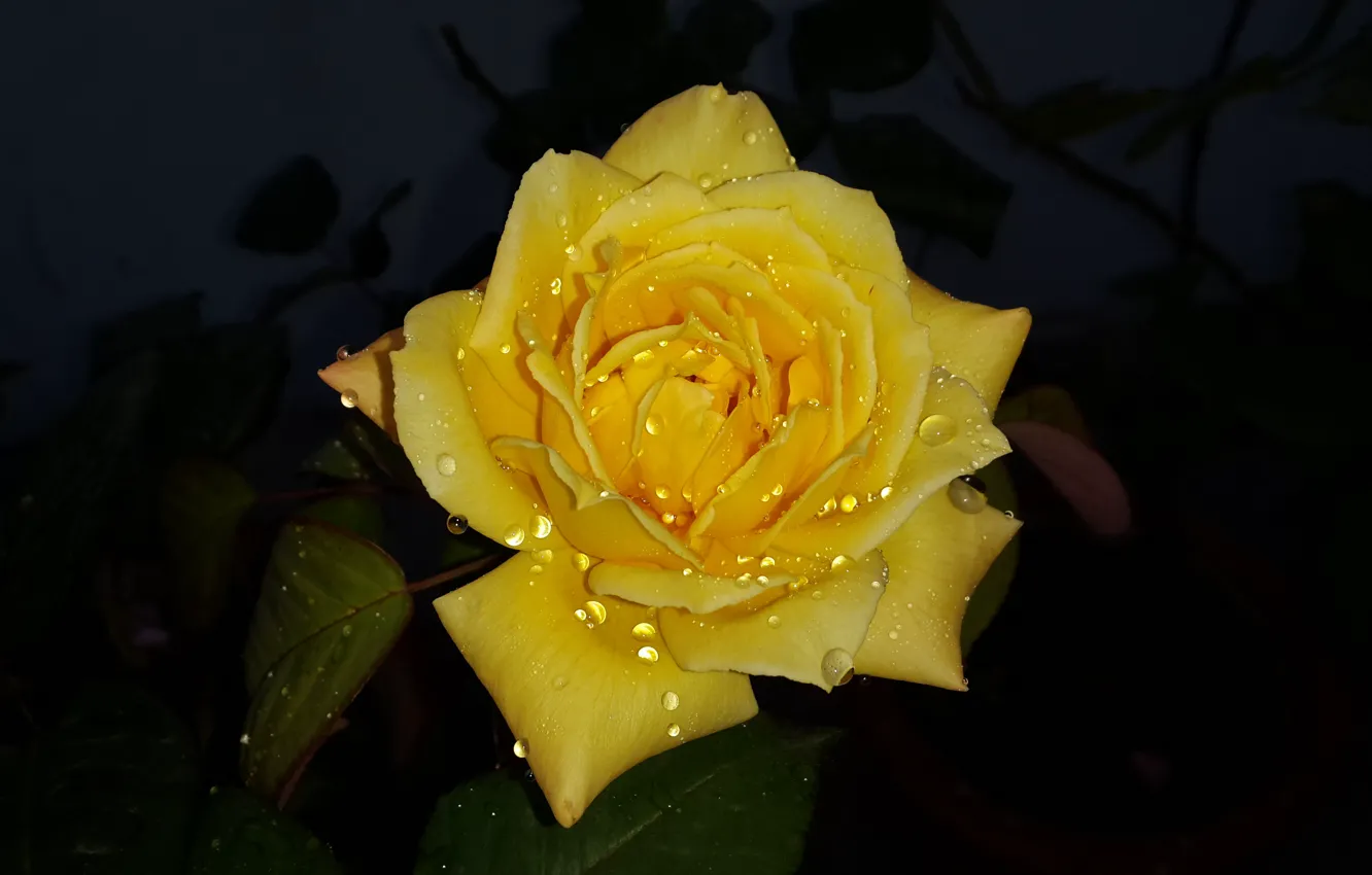 Photo wallpaper wet, flower, yellow, drop, dew