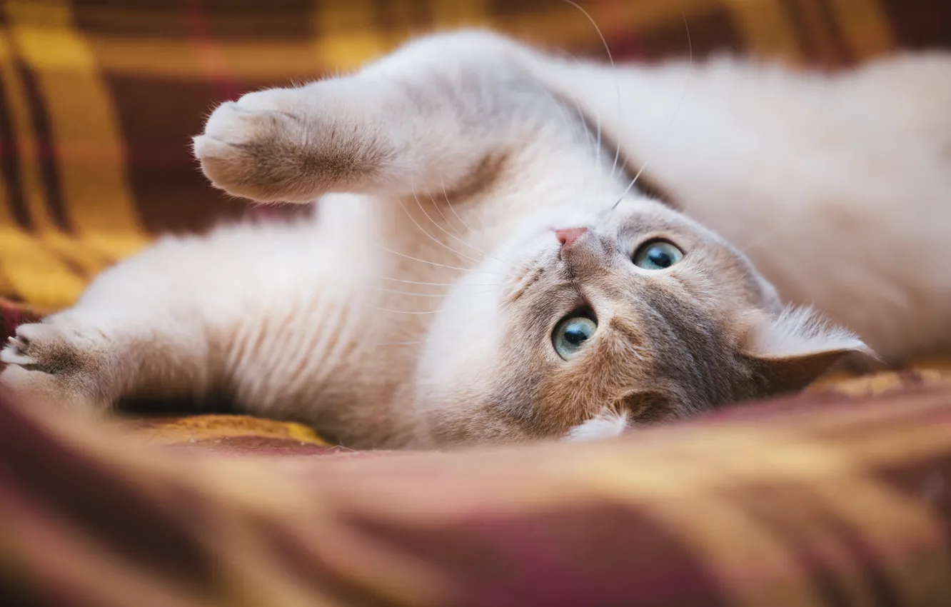 Photo wallpaper cat, cat, look, pose, legs, lies, plaid, kitty