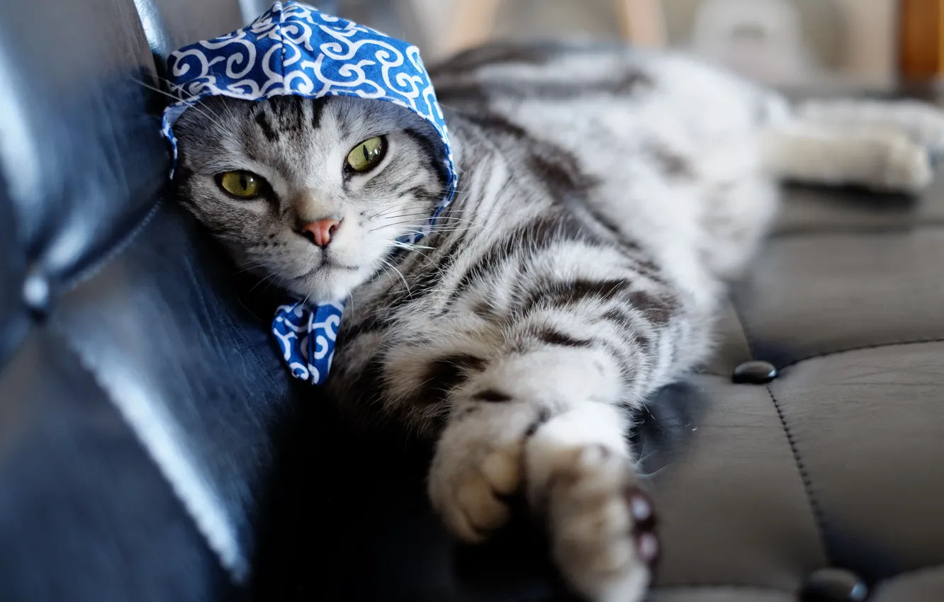 Photo wallpaper cat, look, shawl