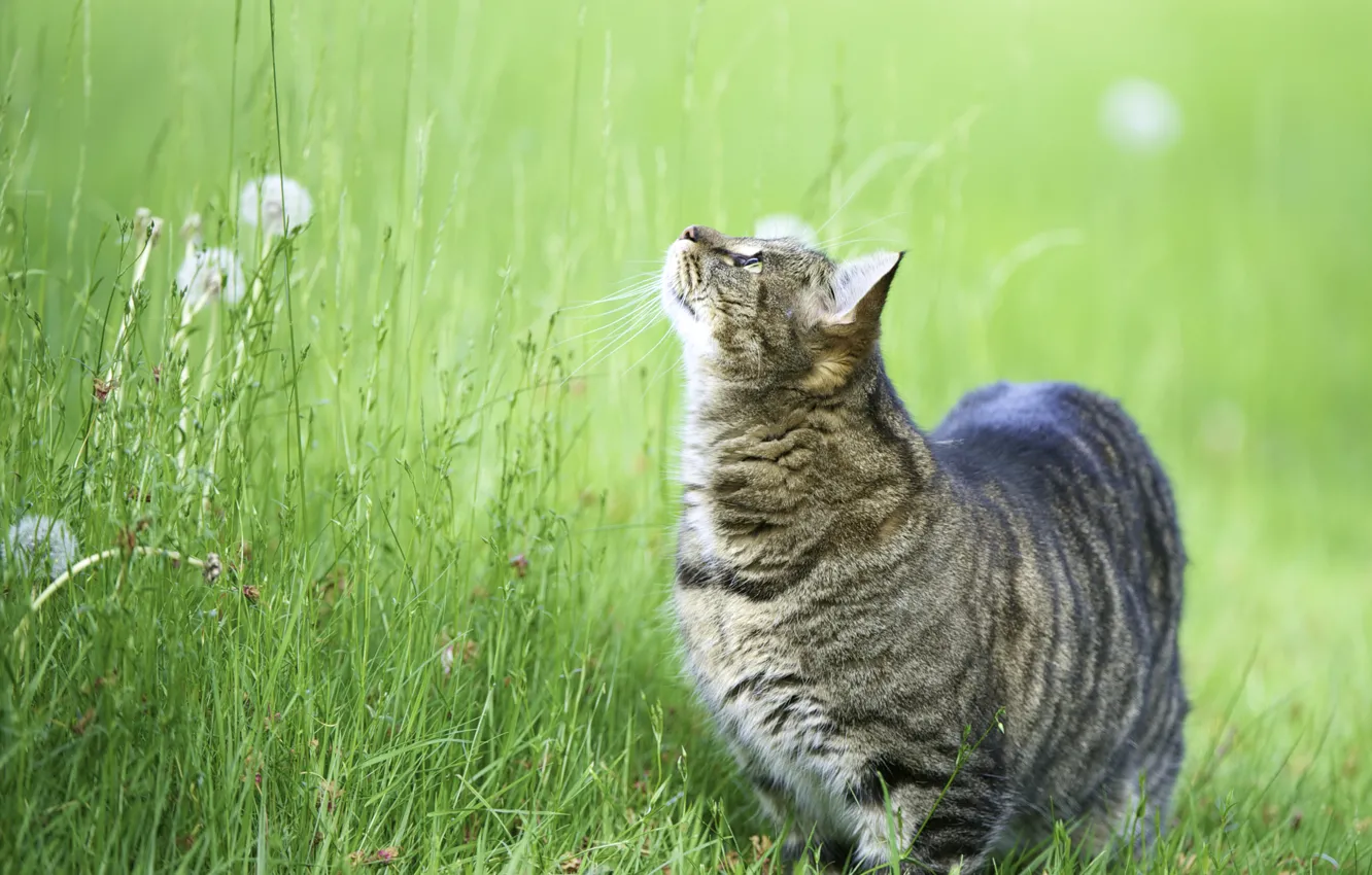 Photo wallpaper cat, grass, cat, up, Koshak, looks, Kote