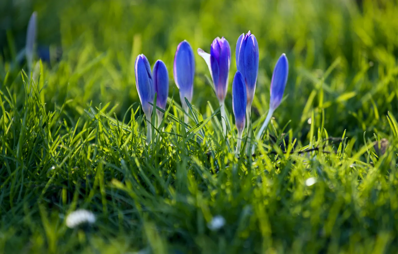 Photo wallpaper grass, macro, blue, focus, spring, petals, blur, crocuses