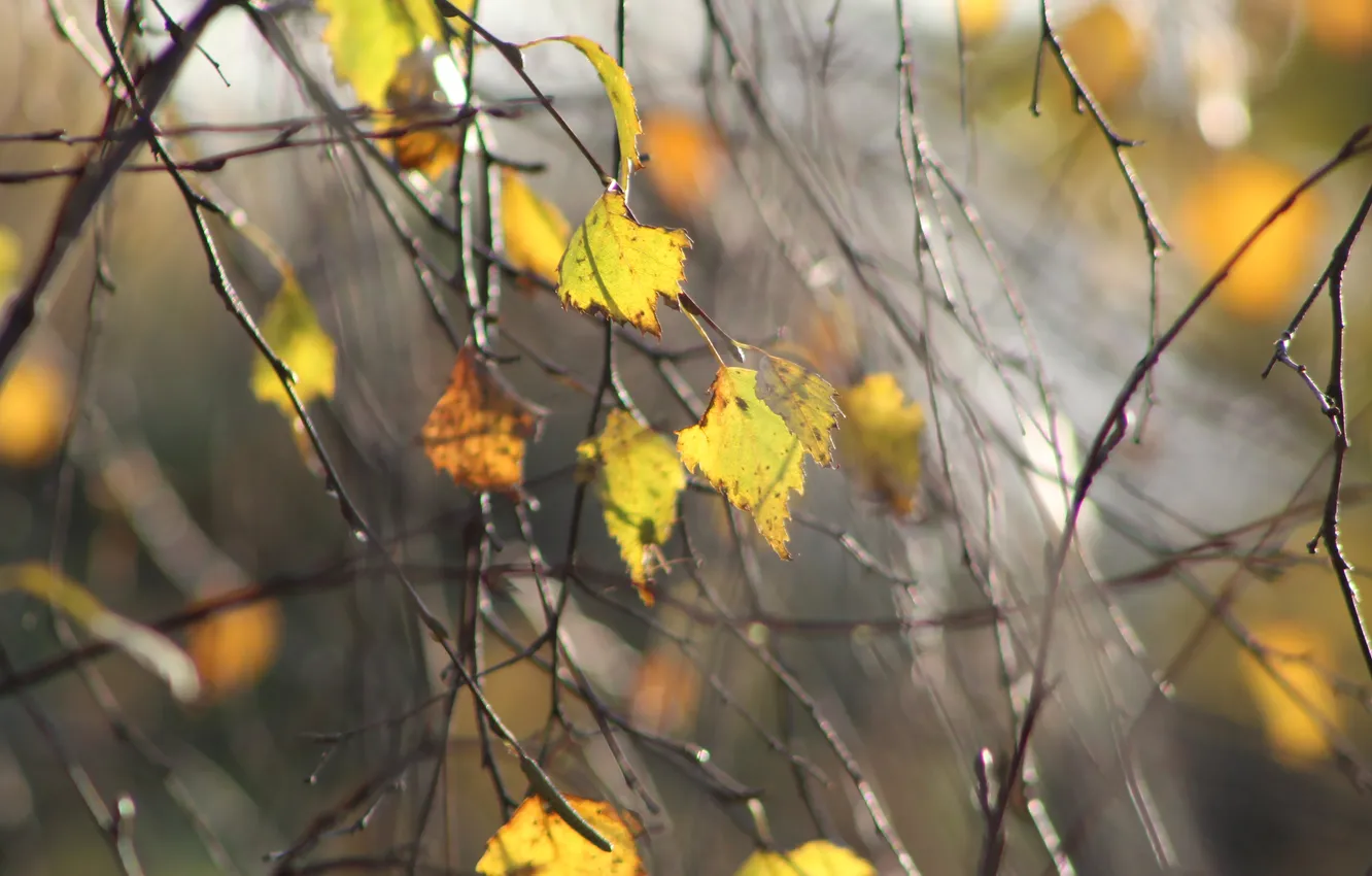 Photo wallpaper autumn, leaf, twig