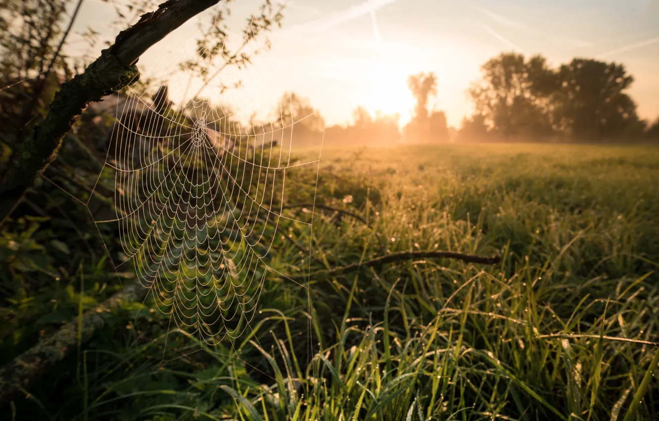 Photo wallpaper autumn, light, Network